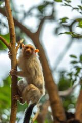 Affe