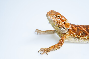 Fototapeta premium bearded dragon on white background