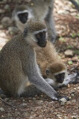 tailed lemur