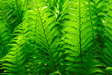 Background of green natural fern leaves. Nature concept