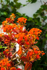 Flaming Katy Red Flower - Kalanchoe blossfeldiana