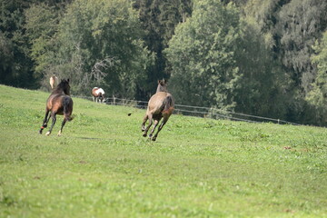 Spaß auf der Pferdeweide. Junge Pferde galoppieren im Sommer über eine Wiese am Waldrand