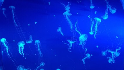 Jellyfish Medusozoa Aquarium