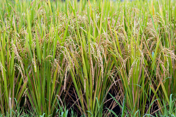 Obraz premium Mature paddy rice in the morning dew in a mountains of the island of Bali, Indonesia. Rice is the main food of Asian.