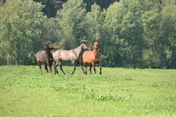 Sommer auf der Pferdeweide. Schöne Pferde stehen auf der grünen Wiese