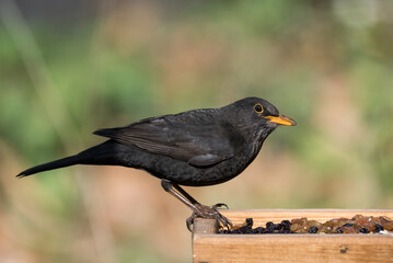 A common blackbird on a bird feeder with raisins