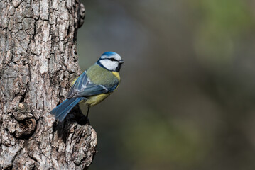 Blue tit on a sunny tree trunk