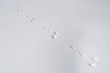 Hare's tracks on the snow