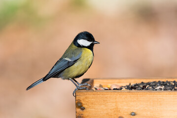 Great tit on a bird feeder with puffed up feathers