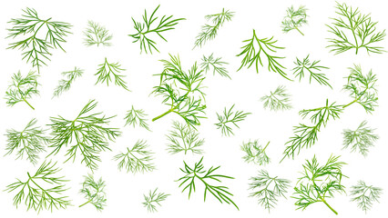 Fototapeta premium Falling dill isolated on white background