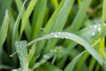 Morning foliage of green grass in dew drops. Summer freshness. Green meadow in the morning.
