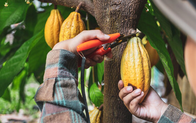 Close-up hands of a cocoa farmer use pruning shears to cut the cocoa pods or fruit ripe yellow...