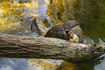 Otter eating Bird