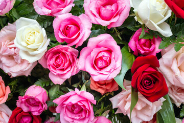 Colorful fresh roses or multi-colored roses background. A beautiful bouquet of roses for valentines