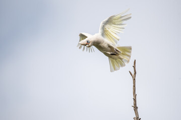 Cockatoo on a branch