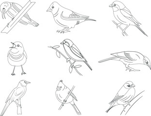 set of hand drawn birds