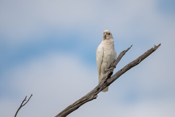 Cockatoo on a branch
