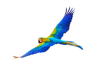Colorful Catalina parrot flying isolated on transparent background png file