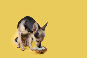 little cute dog sniffing easter eggs on yellow background,copy space