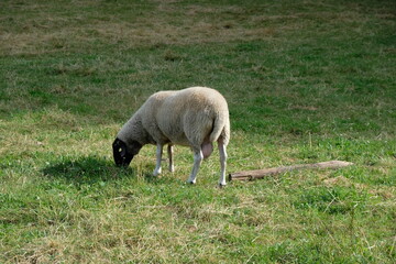 Obraz na płótnie Canvas FU 2022-07-09 ResaTour 348 Auf der Wiese grast ein weißes Schaf