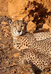 Beautiful close portrait of a cheetah with open eyes looking at camera lying on the ground in Cabarceno, Cantabria, Spain, Europe
