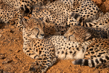 Beautiful close portrait of a family of cheetahs sleeping on the ground in Cabarceno, Cantabria, Spain, Europe
