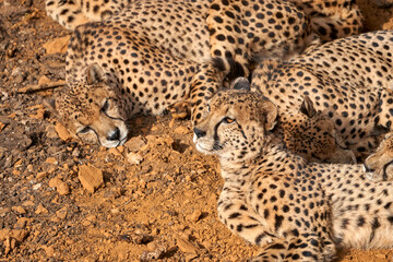Beautiful close portrait of a family of cheetahs with open eyes looking around lying on the ground in Cabarceno, Cantabria, Spain, Europe
