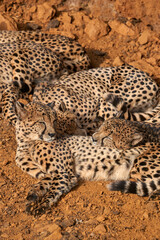 Beautiful vertical portrait of a family of cheetahs sleeping on the ground in Cabarceno, Cantabria, Spain, Europe