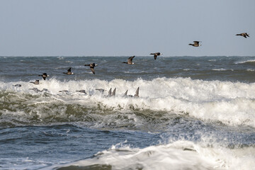 The Flock on the Move, Geese Riding the Waves