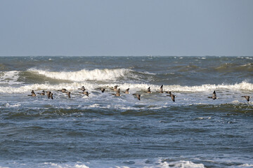 An Ocean Voyage of the goose