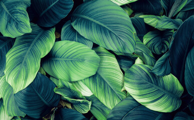 closeup nature view of green leaf and palms background. Flat lay, dark nature concept, tropical leaf