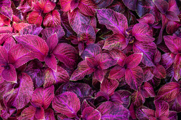 Full Frame of Purple Leaves Pattern Background, Nature Lush Foliage Leaf Texture, tropical leaf	