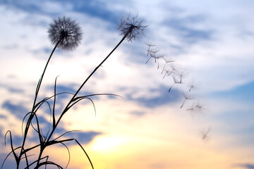 Obraz premium Dandelion seeds are flying against the background of the sunset sky. Floral botany of nature
