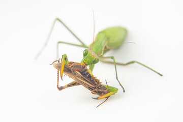 praying mantis eats a grasshopper close-up on a white background. Hunting in the world of insects. Prey for eating insects