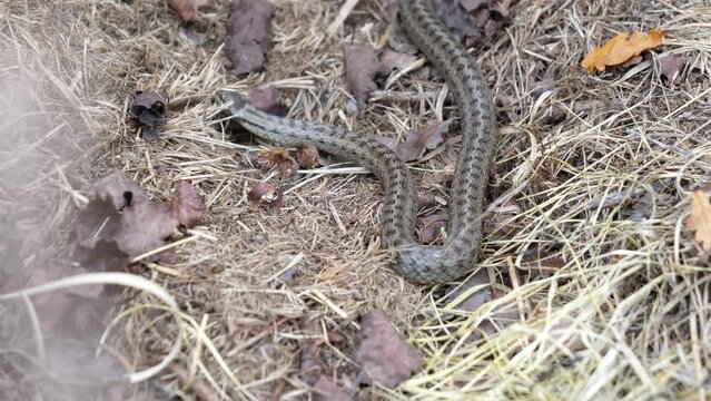 Closeup Of Smooth Snake On The Ground With Dry Grass And Leaves. Coronella Austriaca.