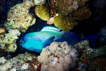 Fototapeta na wymiar Sleeping Parrot fish in the Red Sea during night scuba diving 