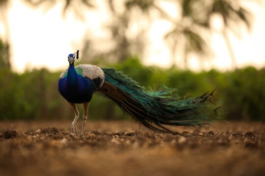 peacock with feathers. Indian peafowl. Peacock.
