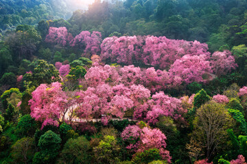 Fototapeta na wymiar Aerial view of pink cherry blossom trees on mountains, Chiang Mai in Thailand.