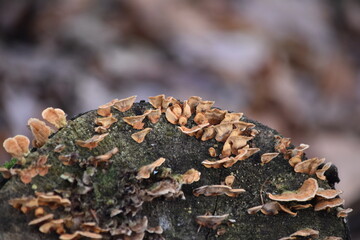 European Nature