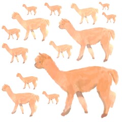 Drawing of baby alpaca on a transparent background.  set of fluffy kind animals.  A domesticated animal for shearing wool.  Cute alpaca with brown, orange fur.  Illustration for print, book design