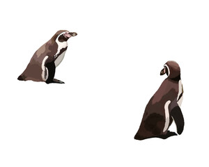 Obraz premium Humboldt penguins, drawing of animals on a transparent background. Two penguins look at each other. Real animal illustration. Picture for print, fabric, textbook, interior