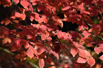 European Nature