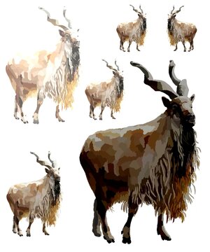 set of rare animal, several illustration of markhor goat.  Listed in the Red Book.  Long fluffy fur and large spiral horns.  Drawing of a wild mountain goat.  Color picture with white background