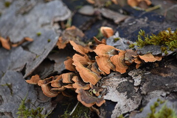 European Nature