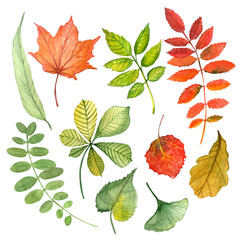 Set of watercolor hand drawn isolated elements on white background. Trees: oak, ash, willow, osier, sallow, aspen, rowan, sorb, acacia, chestnut, ginkgo, maple, linden