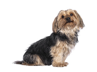 Scruffy adult black gold Yorkshire terrier dog, sitting side ways. Looking towards camera. Isolated cutout on a transparent background.