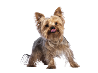 Scruffy adult blue gold Yorkshire terrier dog, standing facing front. Looking towards camera and sticking out pink tongue. Isolated cutout on a transparent background.cutout on a transparent backgroun