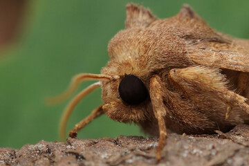 Closeup on the head of a Rosy rustic owlet moth, Hydraecia micacea , sitting on wood