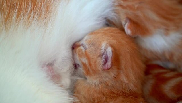 Newborn baby red cat drink their mother's milk. Breastfeeding small cute ginger kitten. Domestic animal Sleep and cozy nap time. Comfortable pets sleep at cozy home. Kitten sucks on cat's breast Video