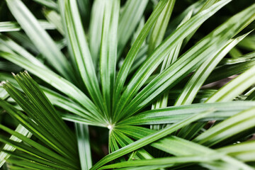 Palm leaves texture background, dark green tropical leaf pattern wallpaper, abstract foliage design, natural decorative ornament, jungle backdrop, palm tree branch, rhapis excelsa, bamboo or lady palm